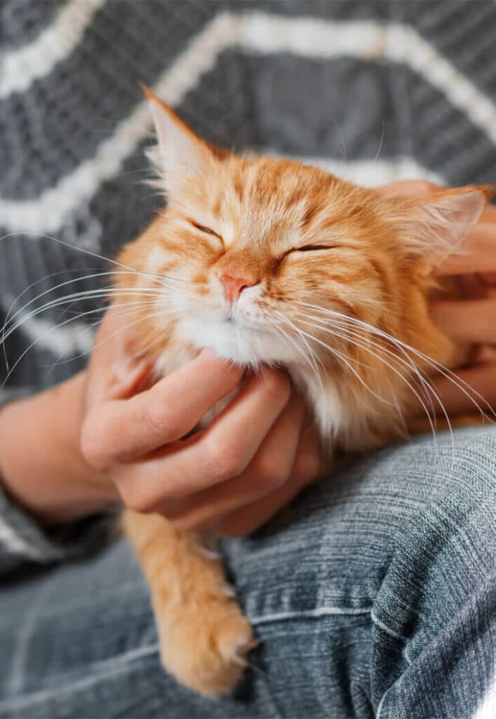 Orange cat being gently petted